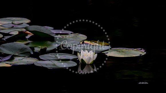PeacefulReflection