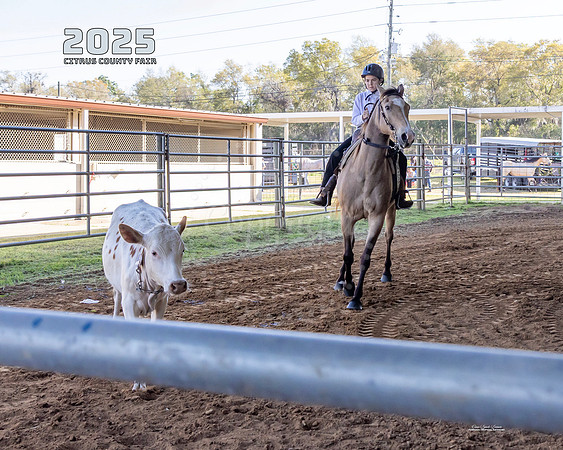 Horses 5