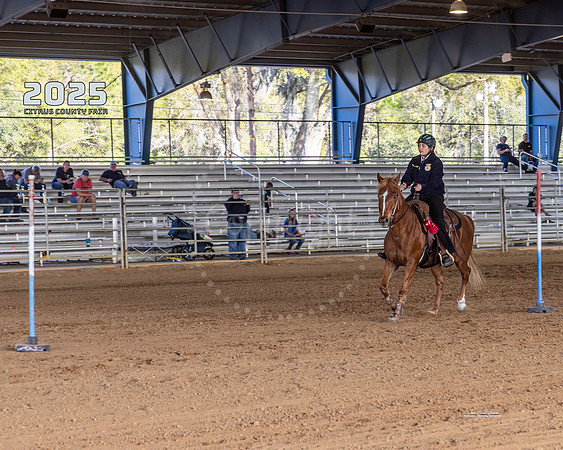 Horses 14
