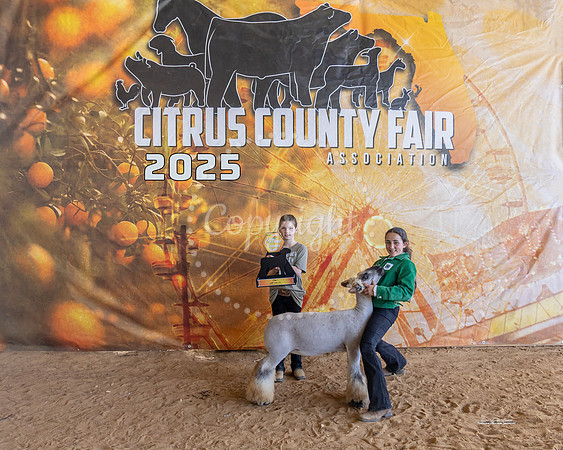 All Other Wool Breed Ewe Class I
