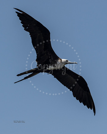 FrigateFlyingHigh