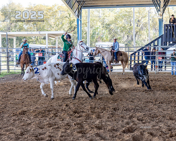 Horses 6