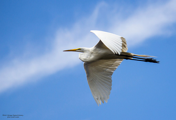 Egret in Flight