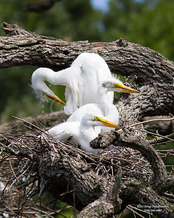 Baby Egret Trio
