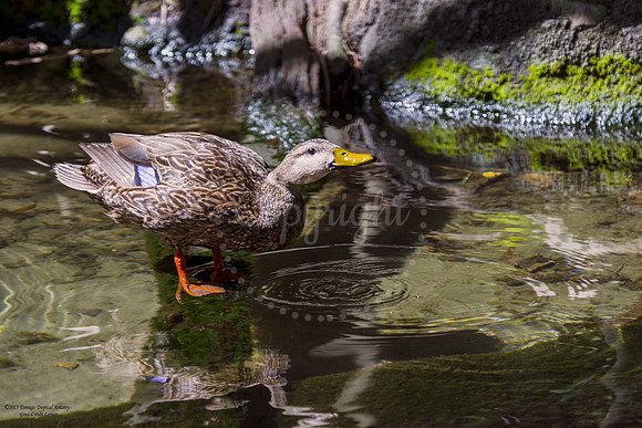 FemaleMallardDuck