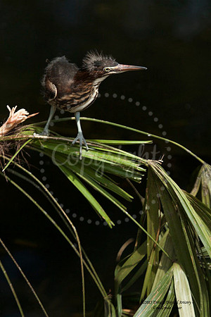 Baby Heron 2