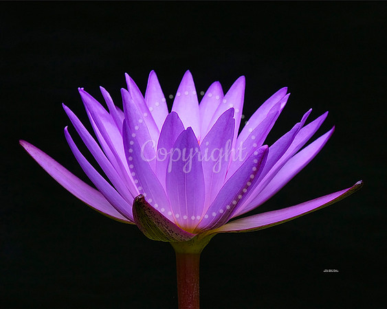 Purple Passion