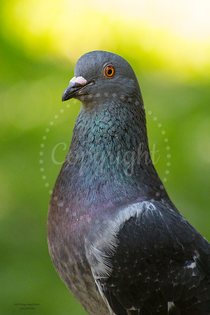 PrettyPigeon