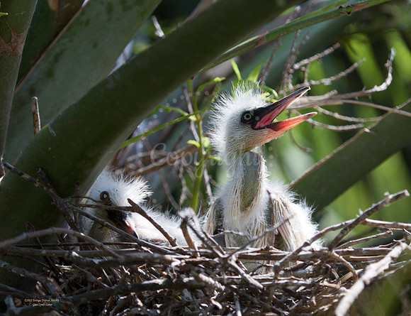 FeedMe