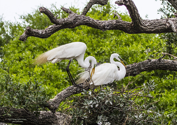 EgretPairH