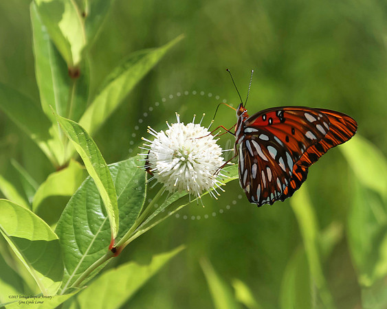 Red Butterfly