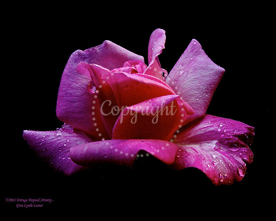 RoseDrops