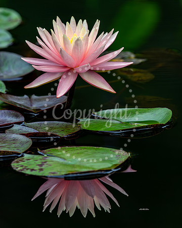 WaterLilyWonder