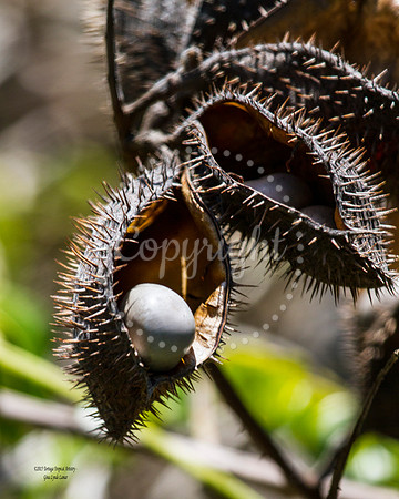 PricklyPod
