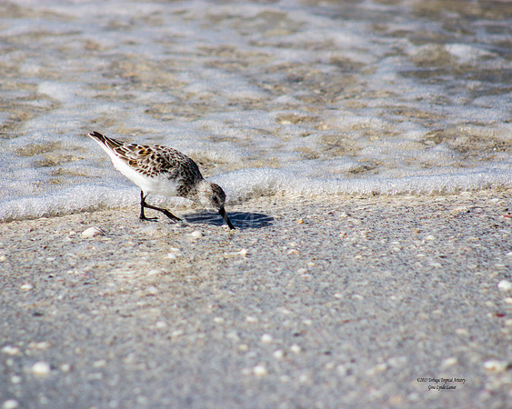 Plover1
