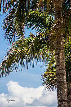OspreyinPalm