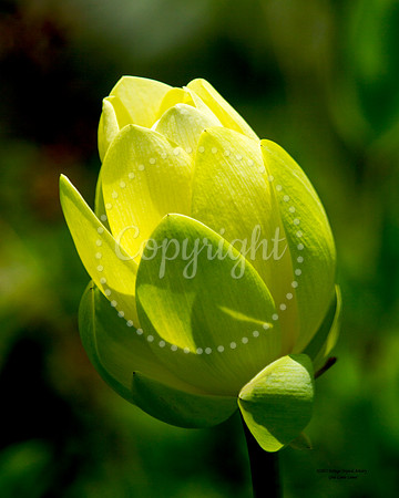 YellowLotus