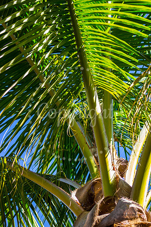 Palm1