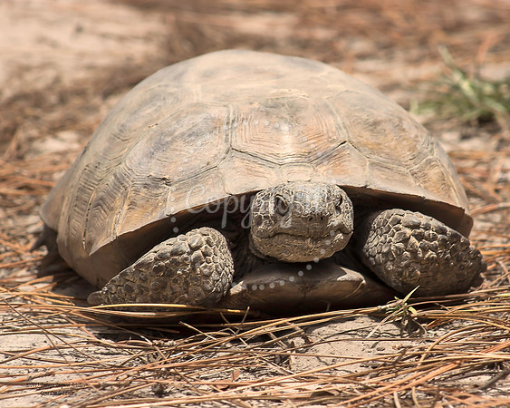 GopherTortoise
