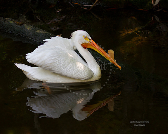 WhitePelican
