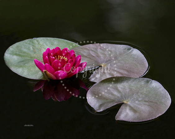 RoseColoredLily