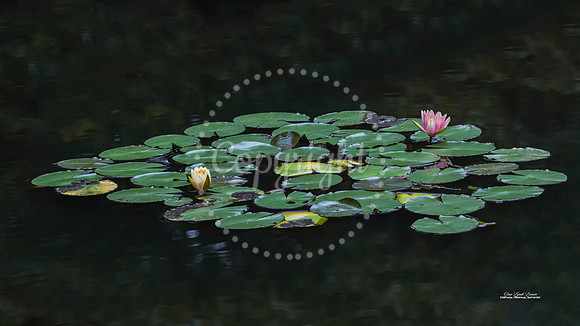 LilyPadsinPond