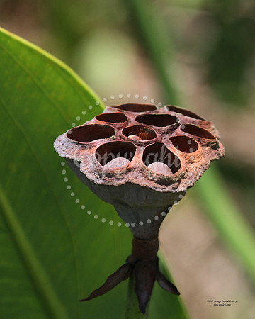 LotusPod