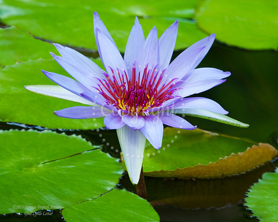 LavenderLily