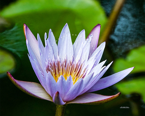 VibrantLily