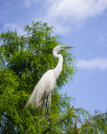 GreatEgret