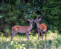 Whitetail Kiss Up close