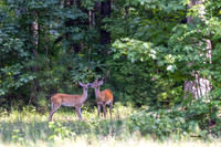 White-Tail Kiss