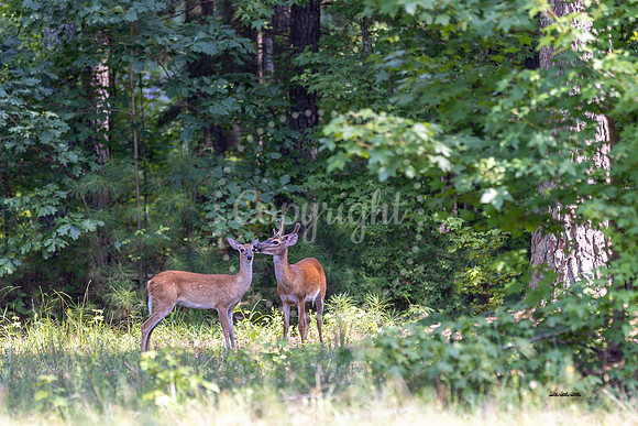 White-Tail Kiss