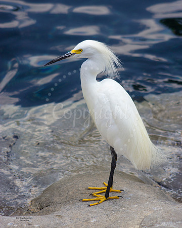 SnowyEgret1