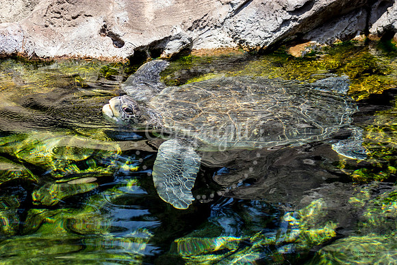 SeaTurtle