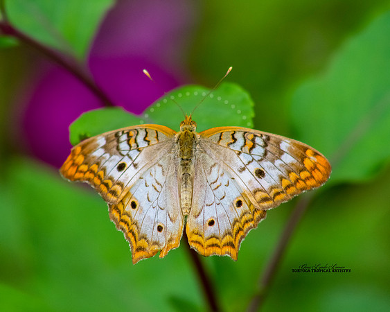 White Peacock Butterfly