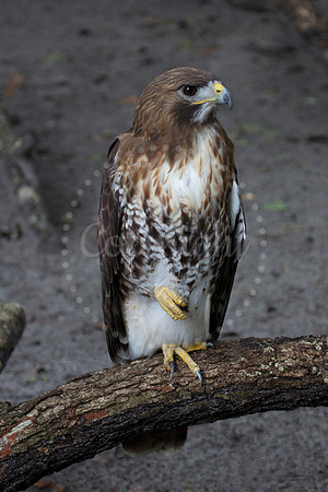 Hawk