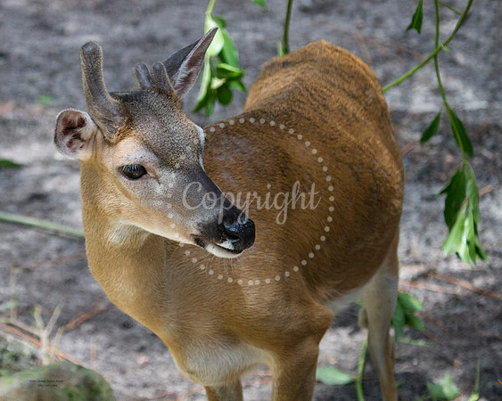 KeyDeer