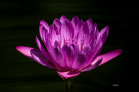 Hot Pink Lily