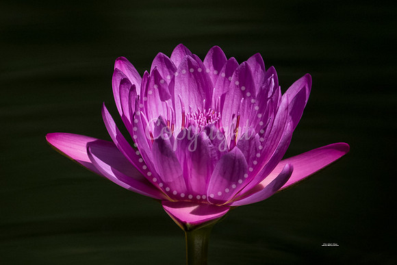 Hot Pink Lily