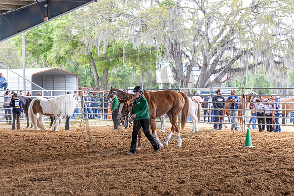 Horse Show #1