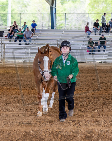 Horse Show #2
