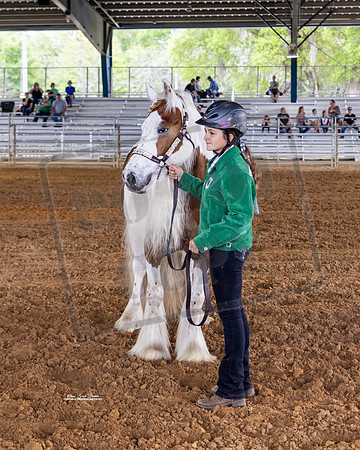 Horse Show #5