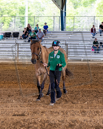Horse Show #3