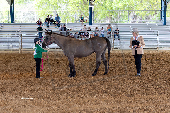 Horse Show #7