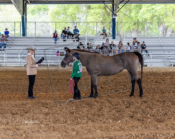 Horse Show #6