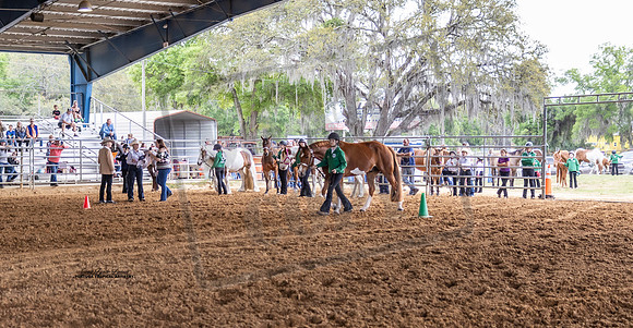 Horse Show #4