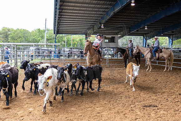 Horse Show #18