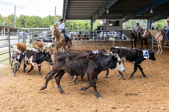 Horse Show #20