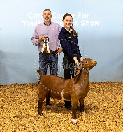 Best of Show Overall Grand Champion